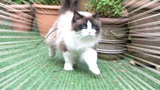 An indoor cat bravely explores outdoor