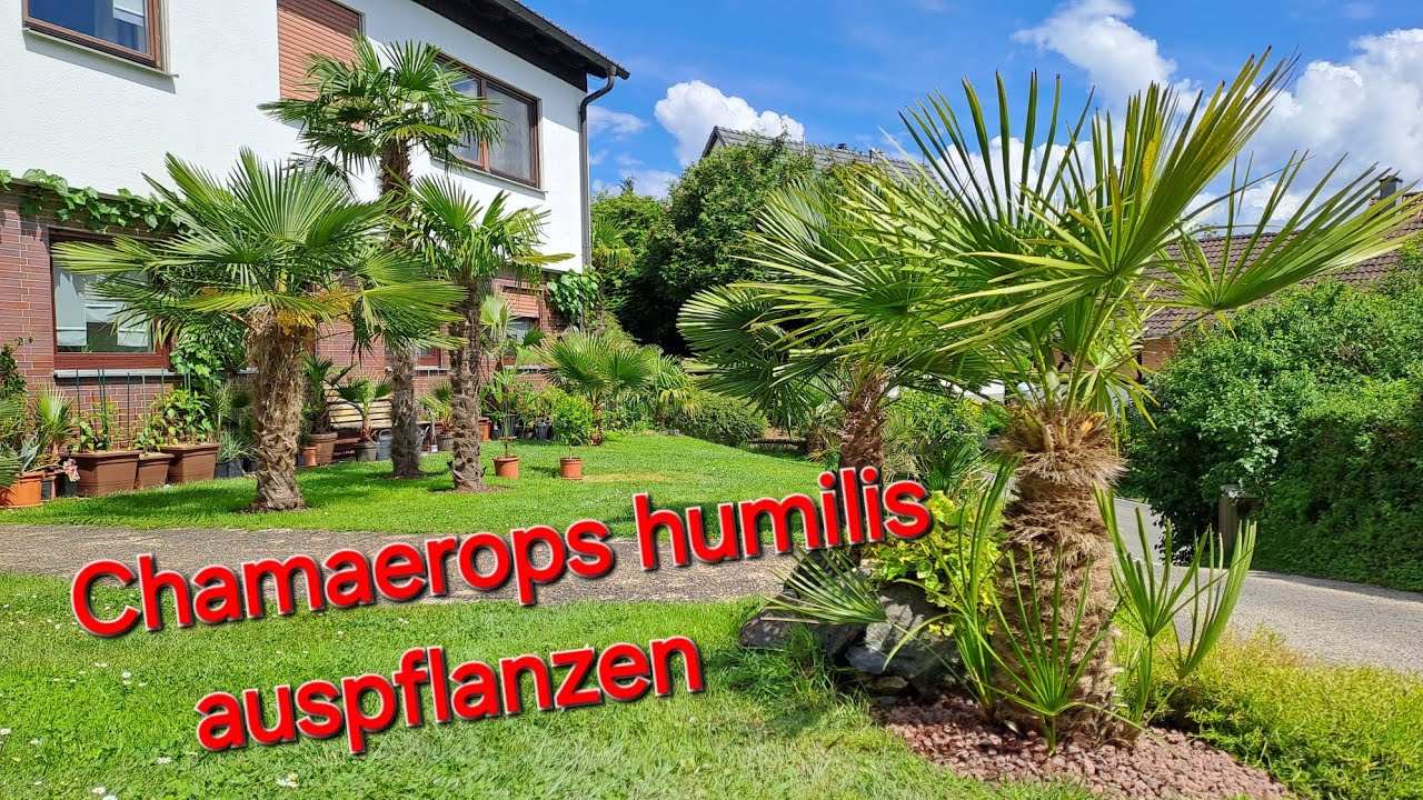 Chamaerops humilis 🌴 auspflanzen, Blüte der männlichen Hanfpalme