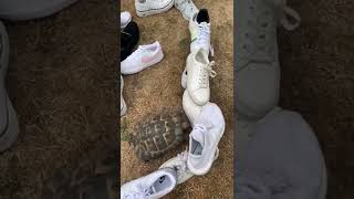 Tommy V. White shoe Maze