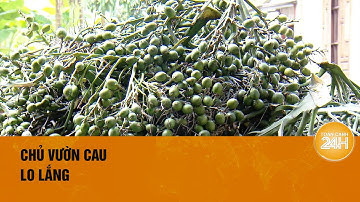 Thương lái bất ngờ dừng mua cau | Toàn cảnh 24h