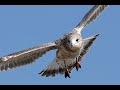 Sony a6400, birds in flight