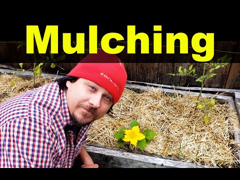 Video: Mulchproblemen in de tuin - Veelvoorkomende problemen in verband met mulch