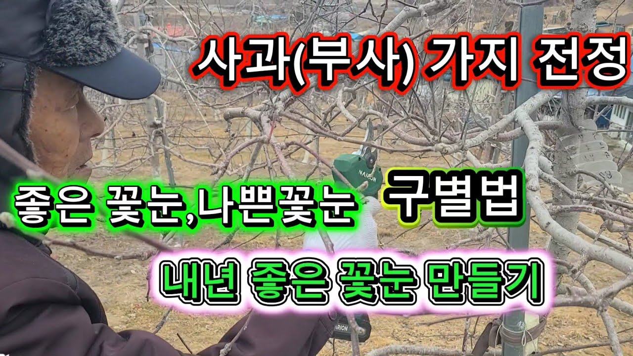 부사사과 좋은 꽃눈 구별, 내년 꽃눈은 어떻게?