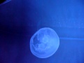 Amazing jellyfish