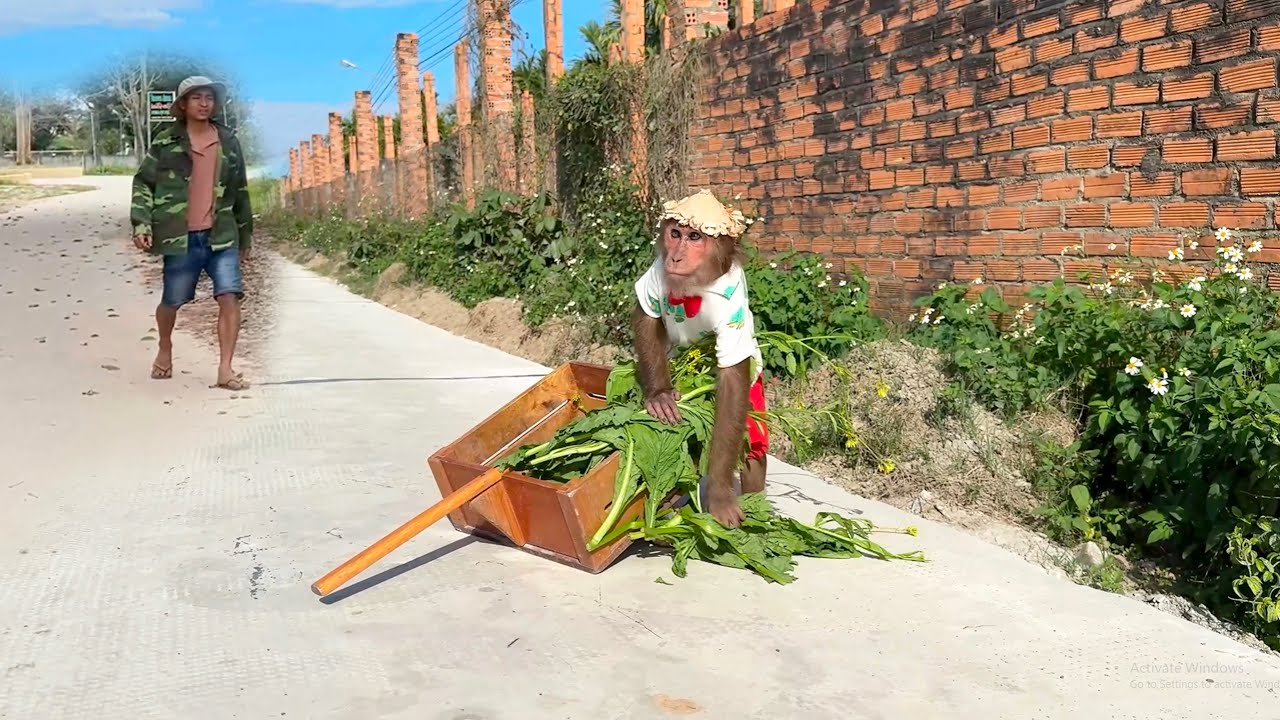 Too Cute to Miss! CUTIS’ Awkward Moment Selling Veggies Makes Everyone Laugh
