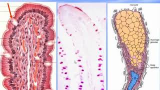 The Intestine. Video-lecture by Zimatkin (23)