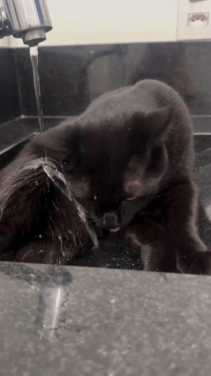 Bagira  très mignon