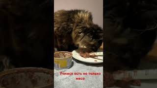 Чем плохо натуральное питание ?