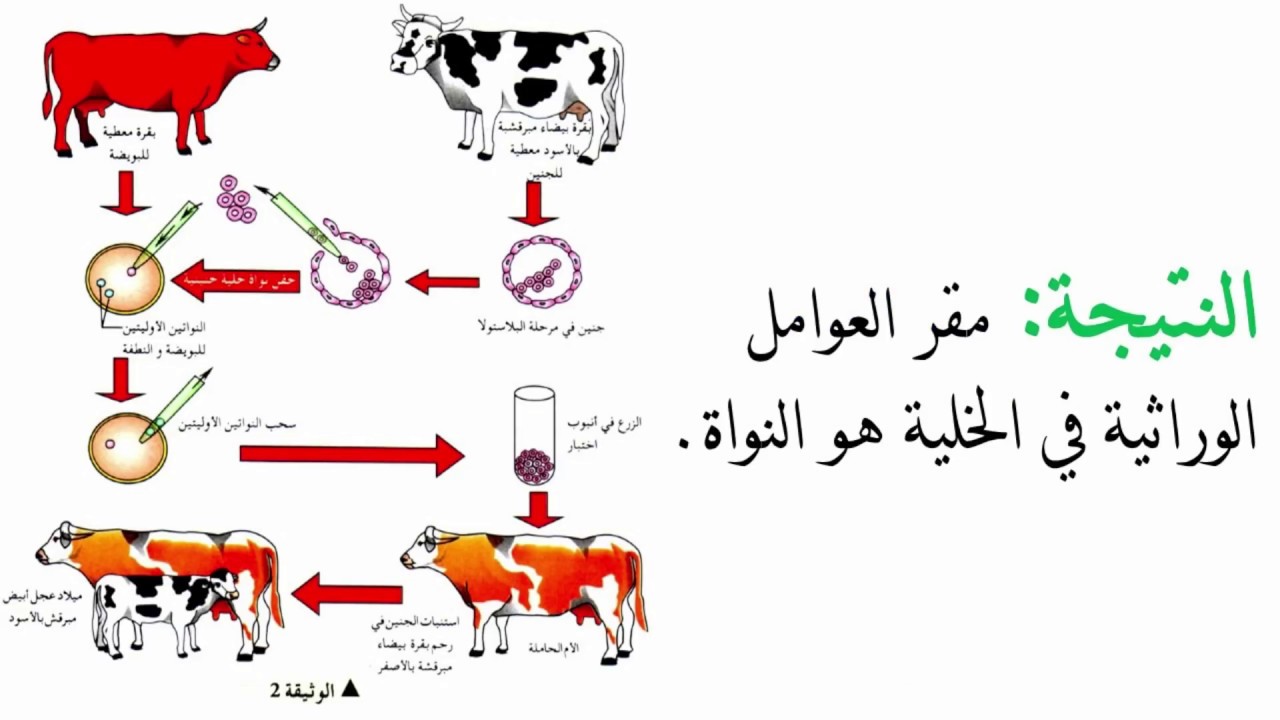 درس العوامل الوراثية ومقرها للسنة الاولى ثانوي