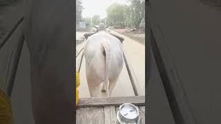 Bullock Cart Ridding Women