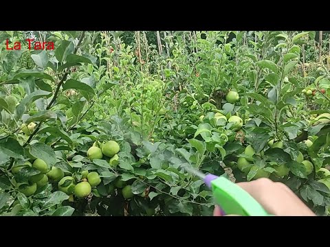 Video: Hvordan bli kvitt bladlus på trær? hagetips