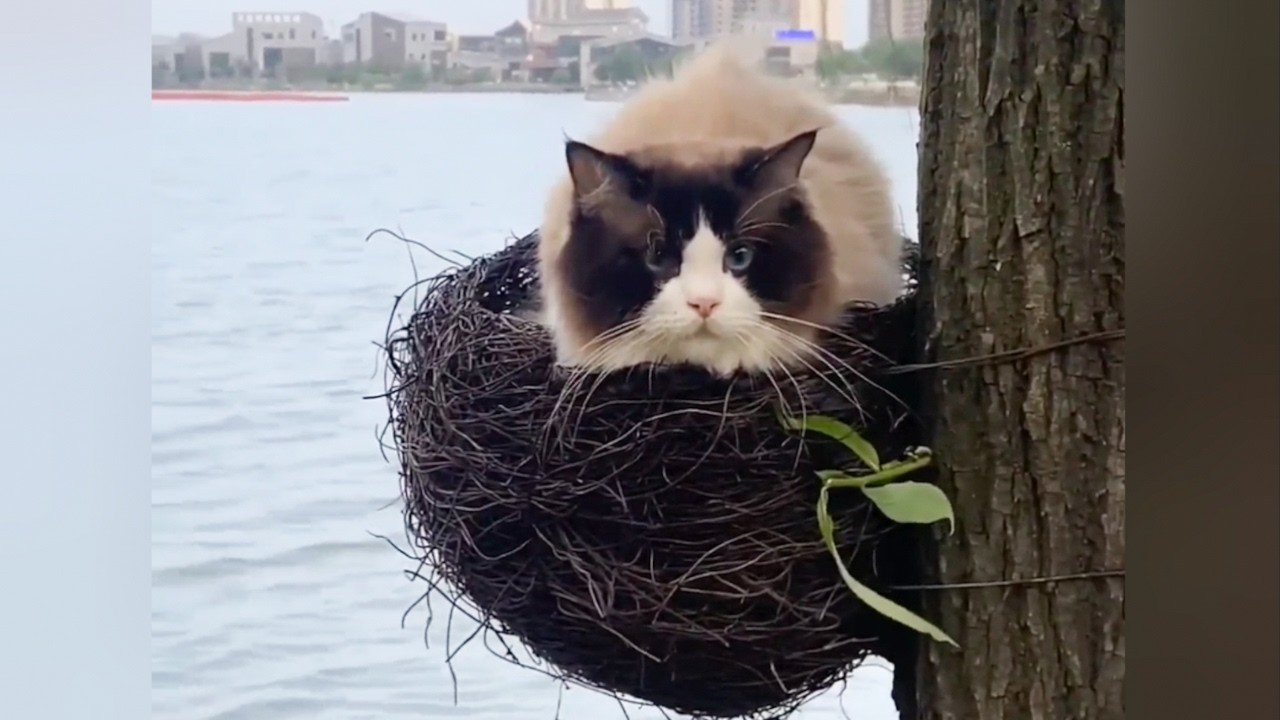 Самые смешные кошки года.