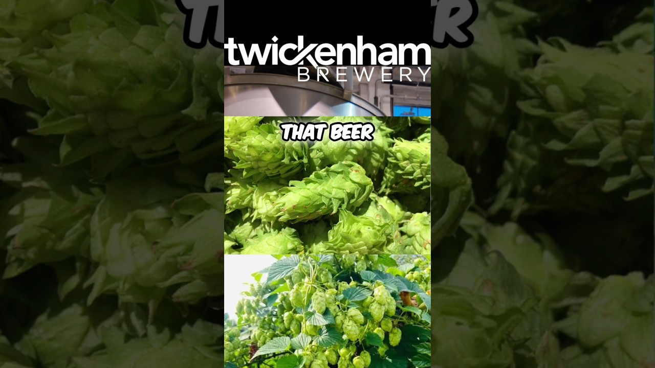Секрет старейшей независимой пивоварни Лондона: новаторское использование американского хмеля в 2...