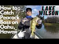 How to catch peacock bass on lake wilson oahu hawaii