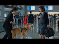 秋田犬の警察犬が妊婦を止めた理由…空港全体が停止した瞬間