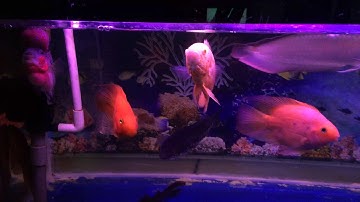 Bể cá cộng đồng; ngân long, cá lóc thái, la hán, hồng két, tai tượng châu phi, cá trê nam mỹ....