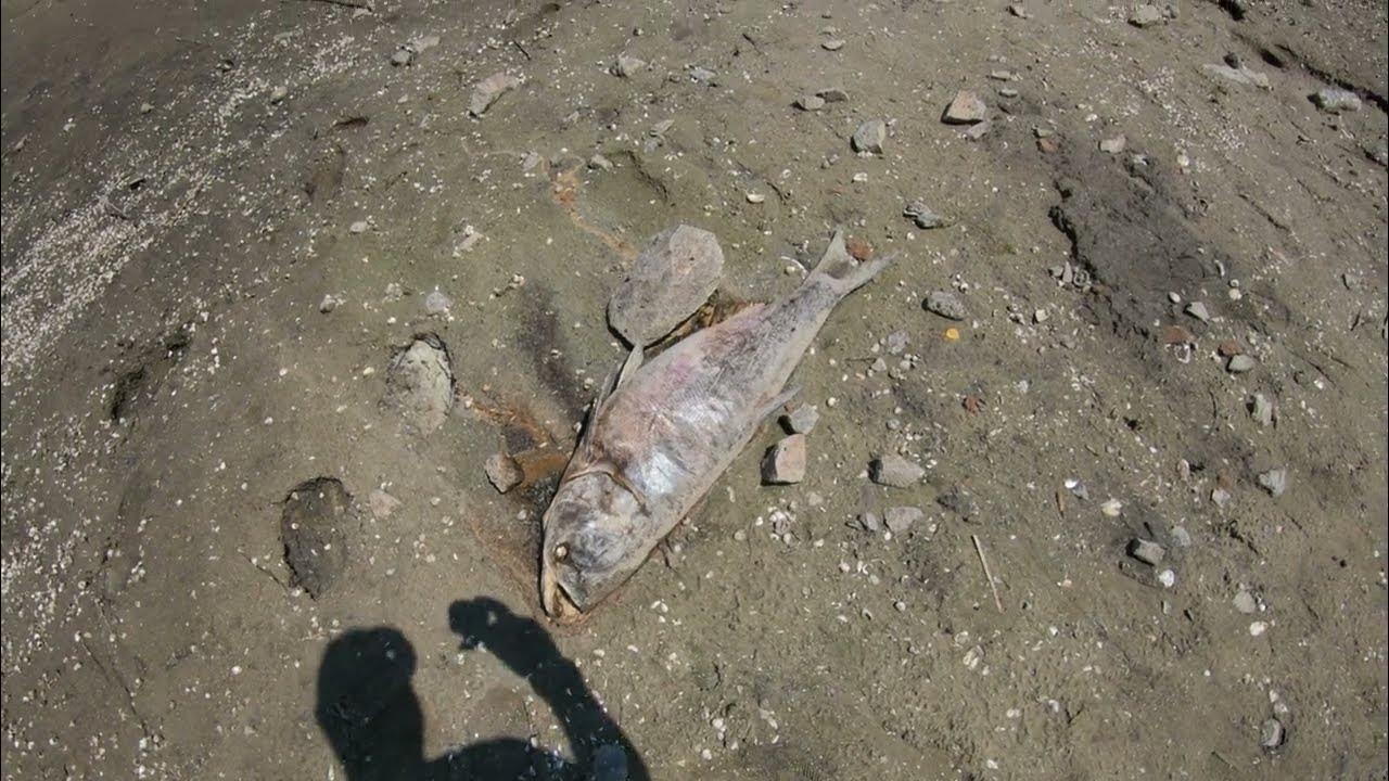 Вода пахнет рыбой. Мор рыбы в Астрахани.