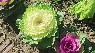 Momentos Únicos De La Vida, Acompañados Por Villancicos De Navidad, 8 Diciembre 2024.