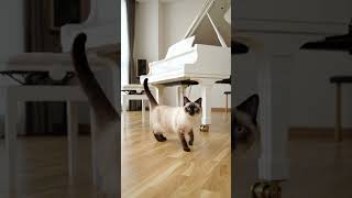 #cat#trend#shorts#shortsfeed#Ai#animal#fun#everything