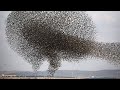 ¡Increible! 😱 &quot;1 MILLON DE AVES VOLANDO&quot; (Estornino Pinto)