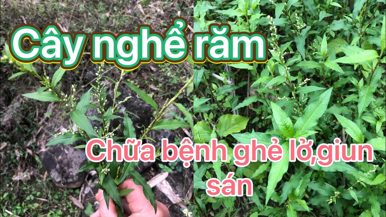 Cây thuốc nghể răm-răm nước- chữa ghẻ ngứa ngoài da,trị giun sán,rắn ...