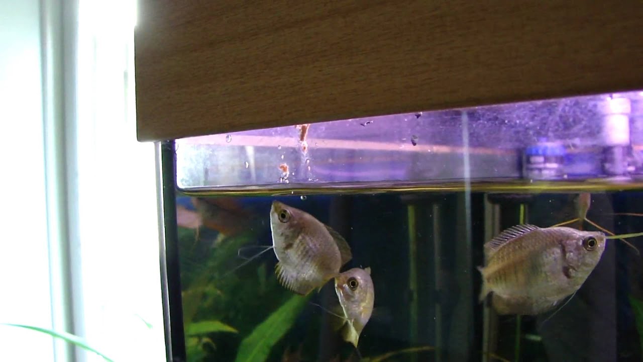 dwarf gourami spits food down