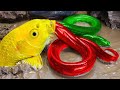 Stop Motion Cooking ASMR Colorful Koi Fish Cow, ikan &amp; Big Frog 다채로운 잉어물고기 | 거대한 개구리 - 무지개 메기/ 스톱 모션