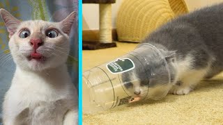 Extreme Cup Challenge | Cat Eat Breakfast And Play | Funny Cat Videos by Kittens Meowing 19,218 views 3 years ago 2 minutes, 24 seconds