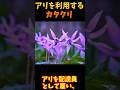 【ゆっくり解説】 アリを出し抜くカタクリの戦略