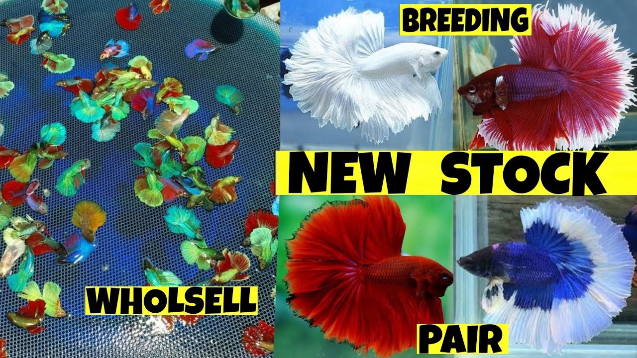 NEW BETTA BREEDING PAIR FOR SELL 200.RS PAIR YOUNG BREEDING PAIR FOR