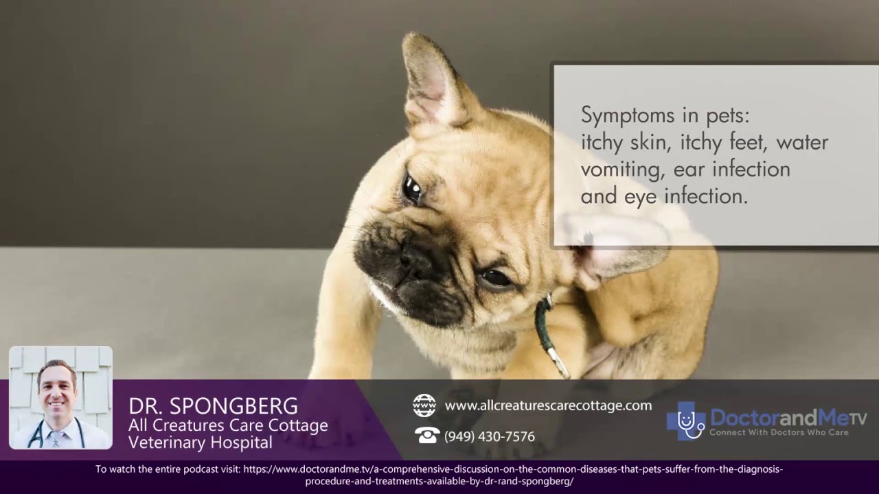 Pet Allergies Vs Human Allergies By Dr Rand Spongeberg Youtube