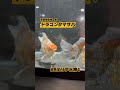 B4水槽　5月22日更新　 #らんちゅう #アクアリウム #金魚屋 #aquarium #水槽部屋