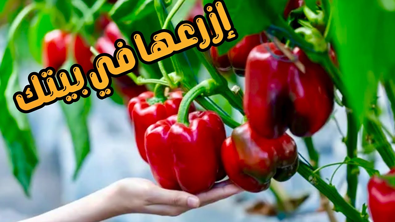 🫑مش هتشتري فلفل من برا تاني 🌶🔥ازرع الفلفل بكل انواعه من غير ارض Growing peppers at home