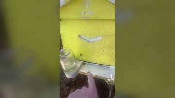 Bee Hive Entrance Reducer Trick