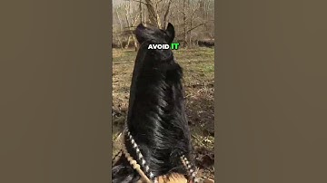 Horse Communication: Masters Of Reading Body Language