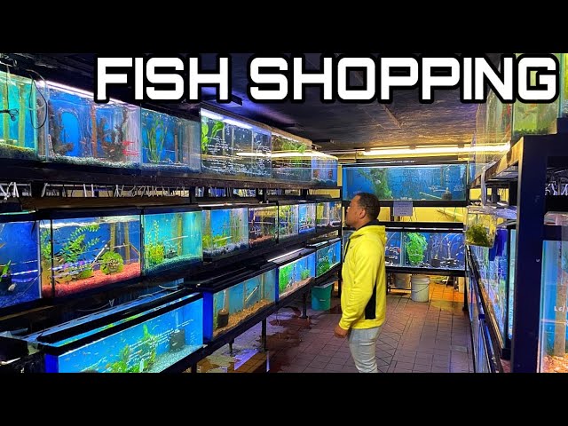 SHOPPING FOR AQUARIUM FISH AT 40 YEAR OLD TROPICAL FISH STORE