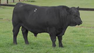 Red Oak Angus Lot 02