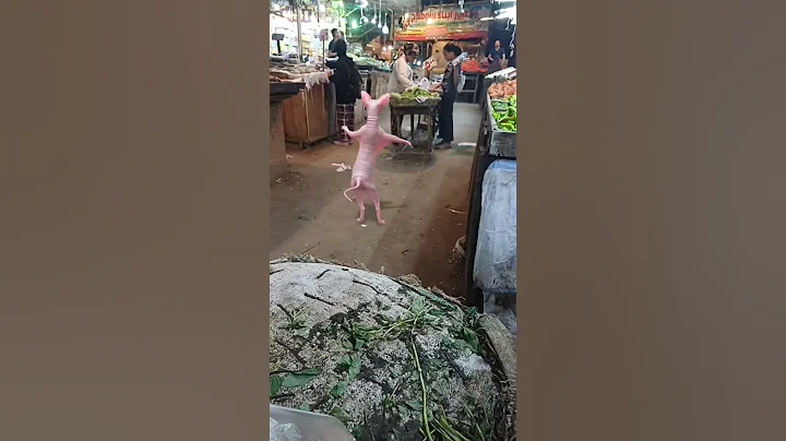 Video 10925721: sphynx cat cutecat, sphynx cat cute lovely, cute funny sphynx cat, nice lovely cute cats, cat dance funny love, cat cute beautiful love