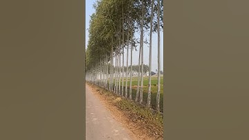 BEAUTIFUL EUCALYPTUS TREES !