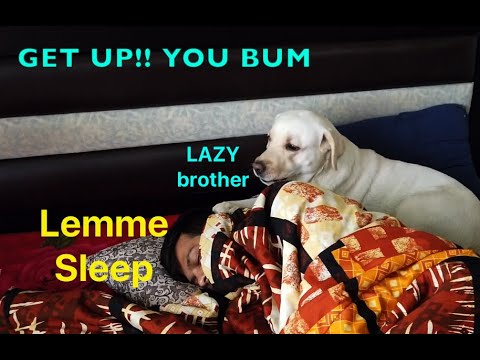 labrador-dog-tries-everything-to-wake-his-brother-but-then-this-happened.-(100%-funny-)