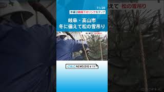 雪の重みから松を守る「雪つり」 観光地の中橋周辺や高山陣屋前広場など29か所に 岐阜・高山市 #チャント