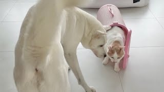 Cat and dog's reaction to seeing their new home for the first time (Jindo dog) by 진똑개 풍이 111,933 views 1 year ago 5 minutes, 23 seconds