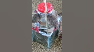 Small Pendant Mouse Trap | Simple Mouse Trap - DIY Homemade Mouse Trap part 03