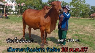 เปิดราคาวัวเเม่สาว วัวท้อง (16พ.ค.67)น้องนิด บ.นาเเต้ อ.เมือง จ.อำนาจเจริญ