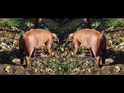 მოსეს ფერმის მოზარდი დუროკის საკერატე და დუროკის ჰიბრიდი სადედე