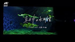 【真夜中の水族館】サメ水槽 9時間 / アクアワールド・大洗の閉館後（Shark Tank at &quot; Aquaworld Oarai&quot; Midnight Aquarium  9hours）