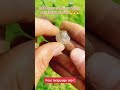 #metaldetecting #metaldetect #metaldetectingfinds #foryou #fyp #onthisday
