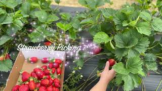 Strawberry Picking | Strawberry Season | Strawberry festival | strawberry picking at Specca Farms