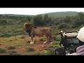 Lion Pride Take-Over Kruger Park
