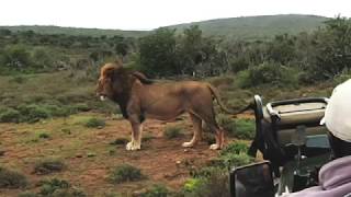 Lion Pride TakeOver Kruger Park